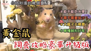 黃金鼠飼養攻略常見問題大解析新手養鼠人請進