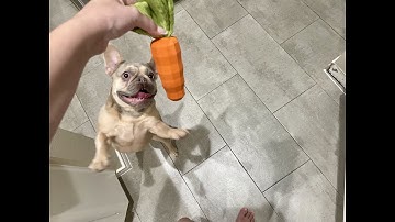 What I noticed about this dog toy