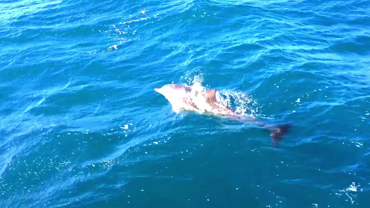 Best Whale Watching @ Jervis Bay | Sydney, Australia - YouTube