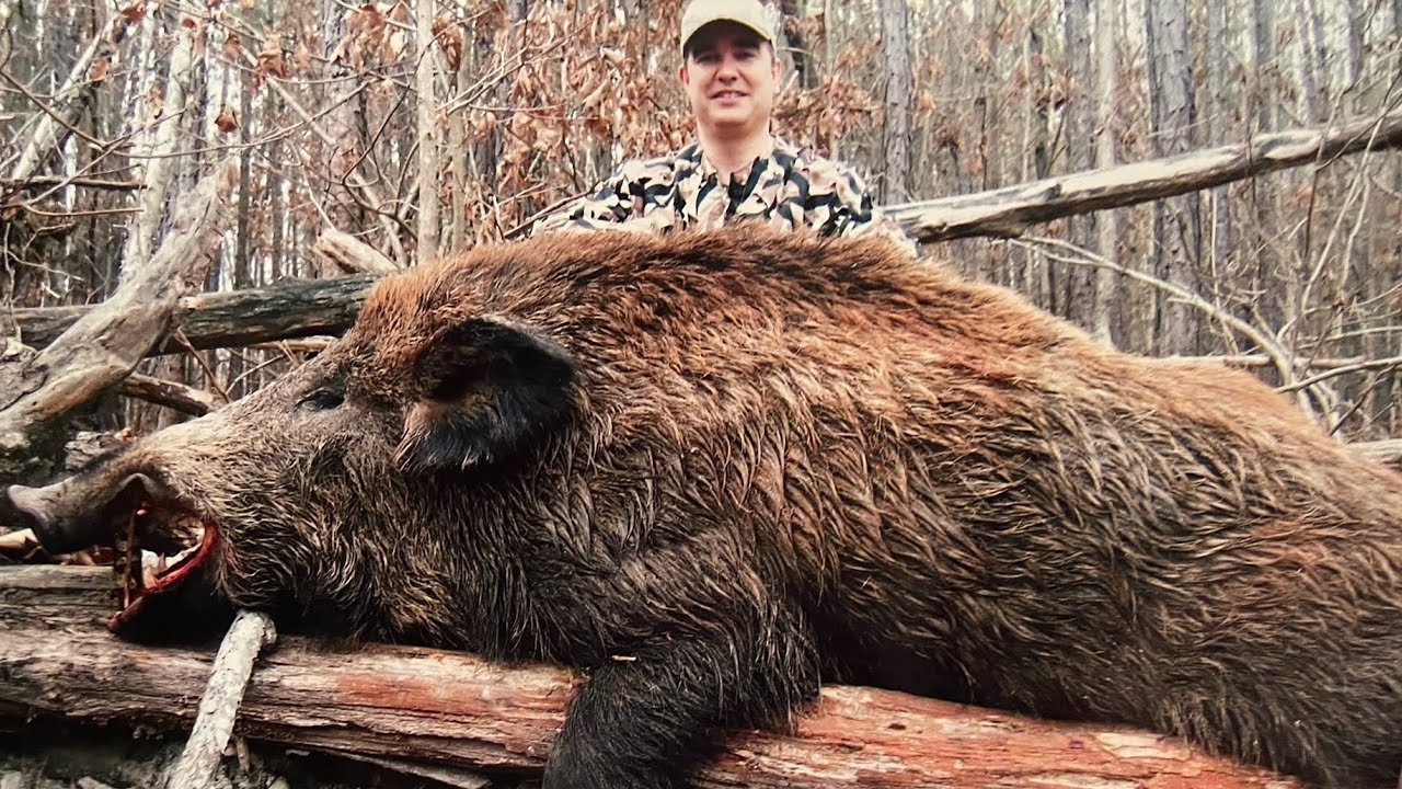 Hunting Arkansas Razorbacks at Rolling R Ranch YouTube