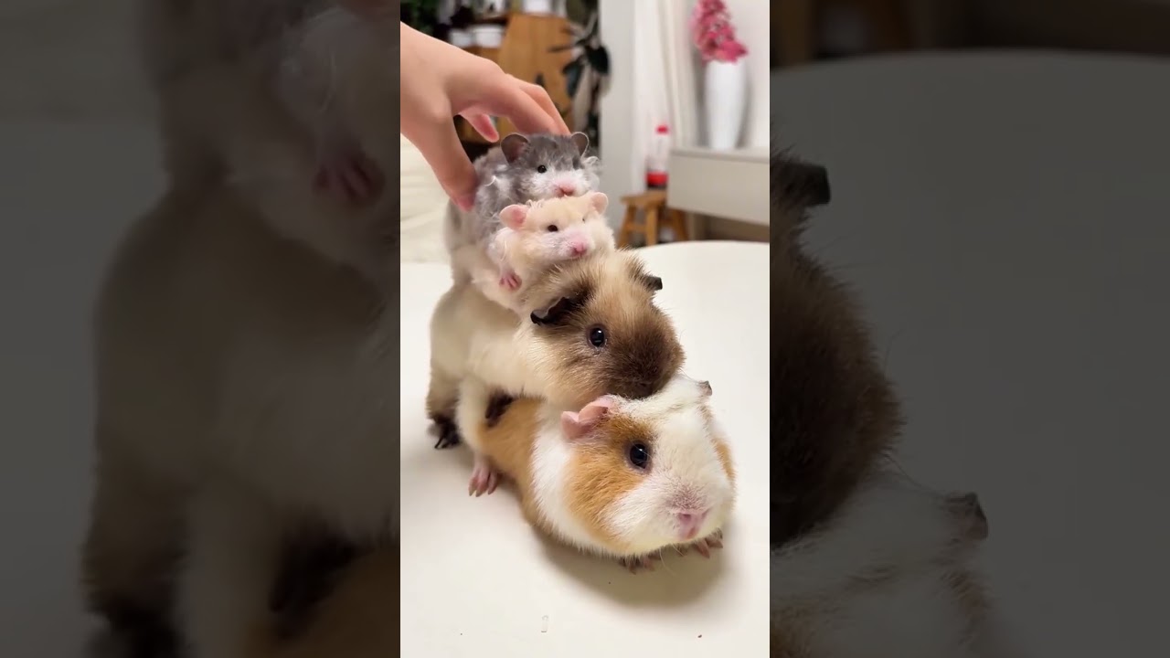 Cute hamsterbear  