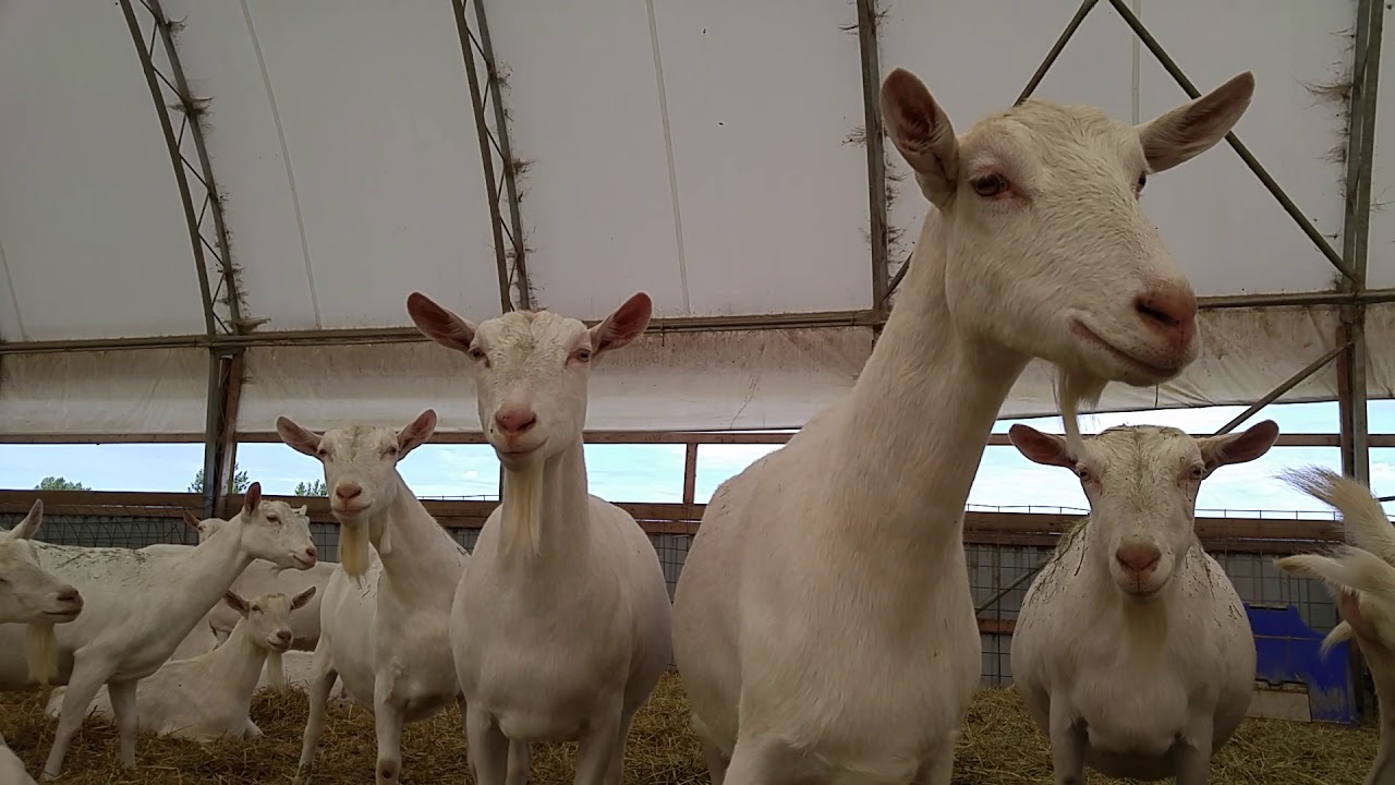 Cabra lechera Saanen canadiense.