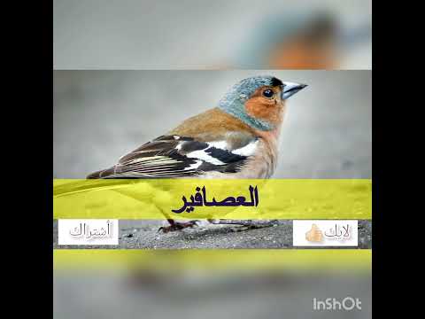 صوت العصفور والمكالمات من العصافير والطيور النقيق 