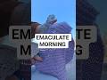 EMACULATE MORNING