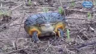 Giant Frog Eating Mouse Hd