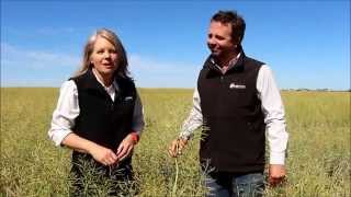 Tom Lord with Canola Windrowing & Desiccation Timing