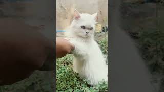 "If you are thinking of adopting a tabby cat..." #cat #funnycatvideo #catsworldwide #love #shorts