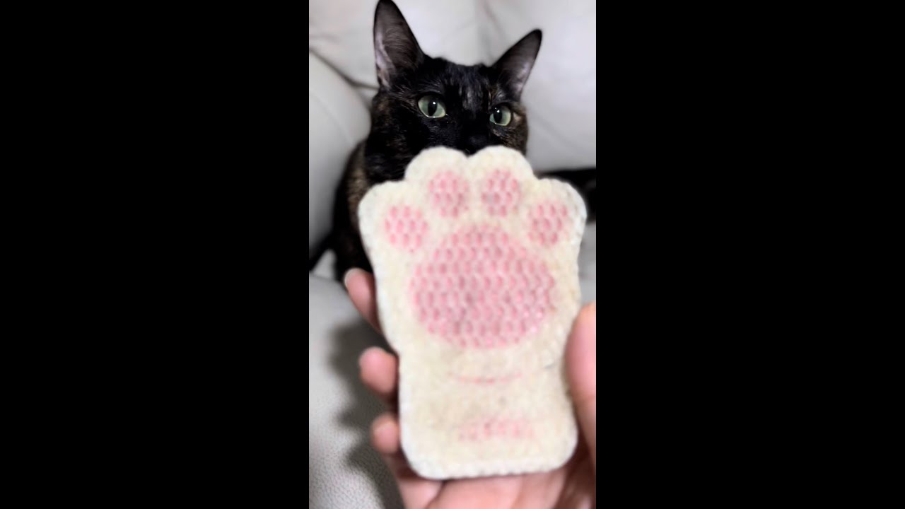 Cat paw brush from no to yes YouTube