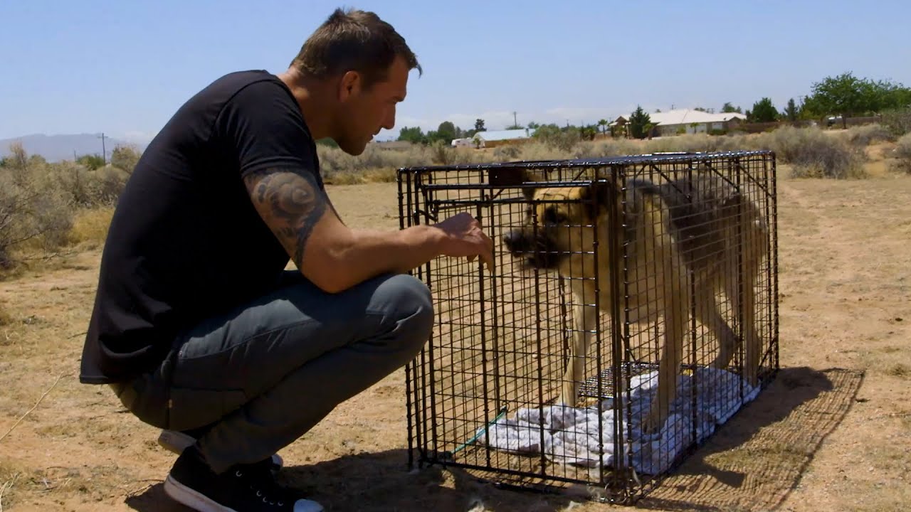 Saving This Dog Took 9 Hours | Brandon McMillan