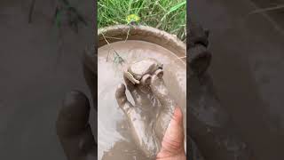Cleaning a mini green RR ASMR Sastisfying Mud