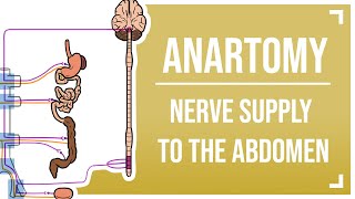 Nerve Supply to the Abdomen