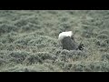 Video: Great-sage-grouse and their "leks"