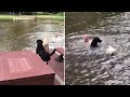 Dogs 🐶 Panic And Rescues Owner From The Lake | Daily Dose of Animals #15