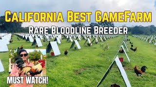 California Top 1 GameFarm | Rare Bloodlines Breeder!