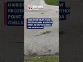 hair dryer helps thaw frozen iguana in Lighthouse Point as South Florida chills into 40s