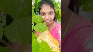 Pusidi Pusidi Punnaga Song