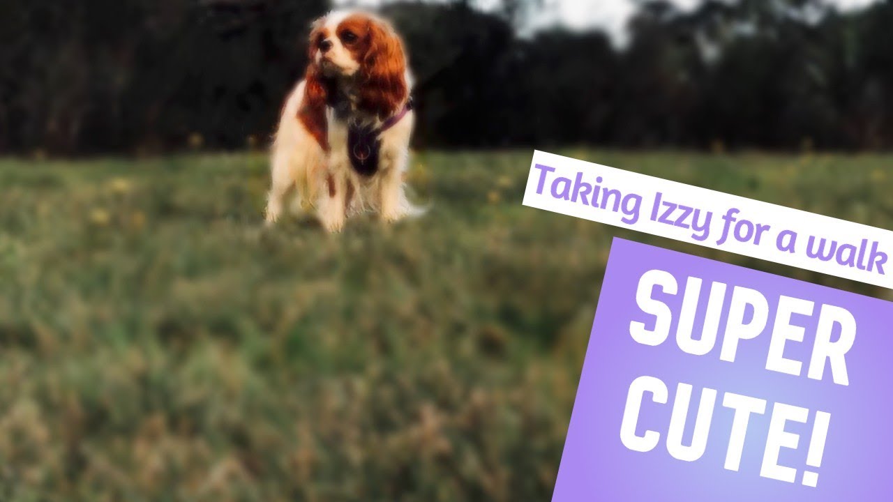 What REALLY happens when I walk my Cavalier King Charles spaniel!