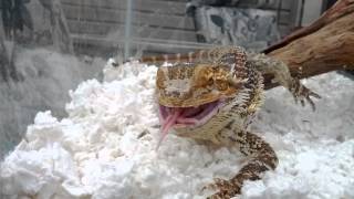 Bearded Dragon Eating Pinky Mice