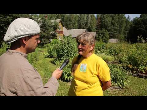 Video: Õppige, kuidas aias kolrabi kasvatada