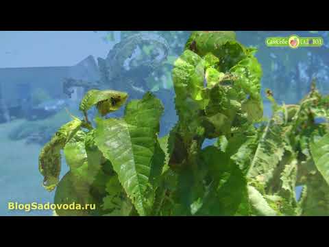 Поможет ли ловчий пояс от тли?