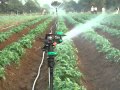 Sprinkler Impact Rotor di Kebun