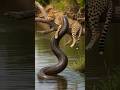 Anaconda Surprises Cheetah Sleeping at Zoo! Wild Animal Attack Discovery Zoo Danger Channel #snake