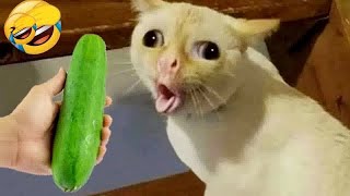 🐱😂 You Laugh You Lose Dogs And Cats 🙀😆 Best Funny Animal Videos 2024 #3