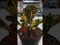 How to care for croton growth guide #plants #gardening #plant #houseplants #tutorial #tutorials