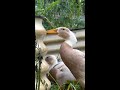 Ducks in the Garden! 🦆