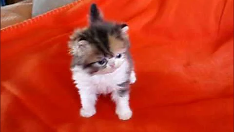 Video 10739501: calico persian, purr, calico color, little calico