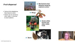 Plant Diversity II Part 2