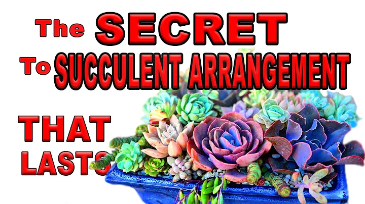 Design Succulent Arrangement Like A Pro: Easy Step By Step Tutorial