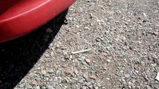 my cavys exhaust