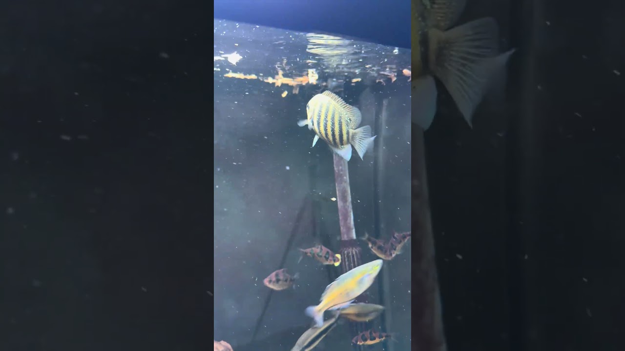 Feeding the Tall Aquarium!