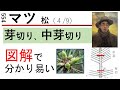 554マツの芽切り、中芽切り