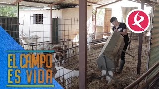 Reforma por sorpresa en los corrales de las cabras de Jose | El campo es vida