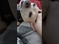 That's Just My Baby Dog❤️☺️😍🥰💖 #chihuahuamom #furmomma #mybabydog #chihuahuababy