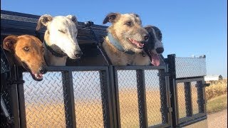 Double Coyote Catch With Dogs!!!