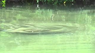 Manatee Making Strange Noise: Blowing Rasberries