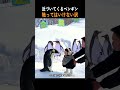 近づいてくるペンギン｜触ってはいけない訳
