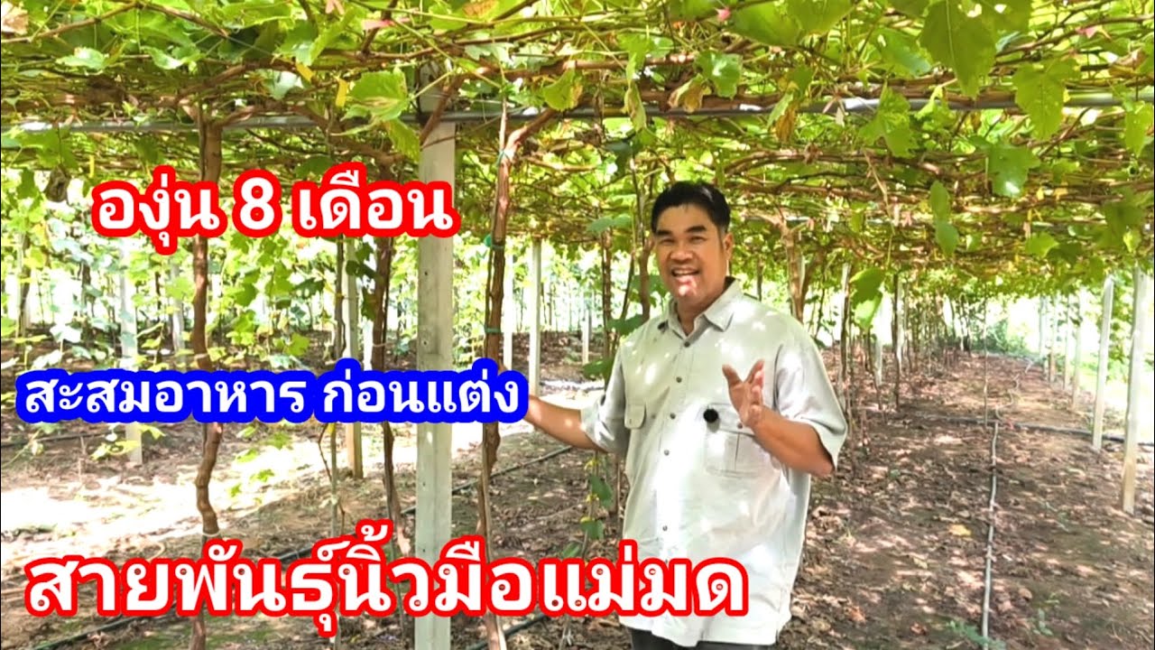 องุ่นสายพันธุ์แม่มด!! เทคนิคการดูแลให้ต้นสมบูรณ์ ก่อนการพรุนกิ่ง ไร่องุ่นเจริญทรัพย์วังน้ำเขียว