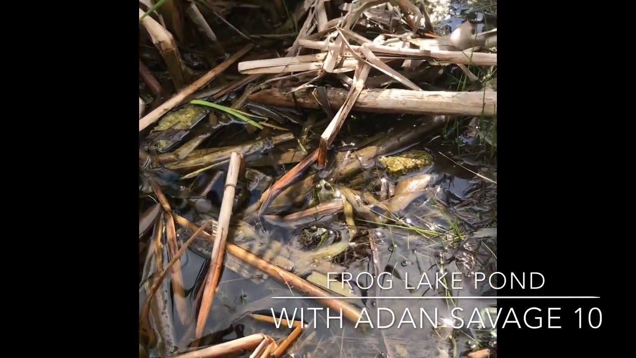 Frog Lake Pond YouTube