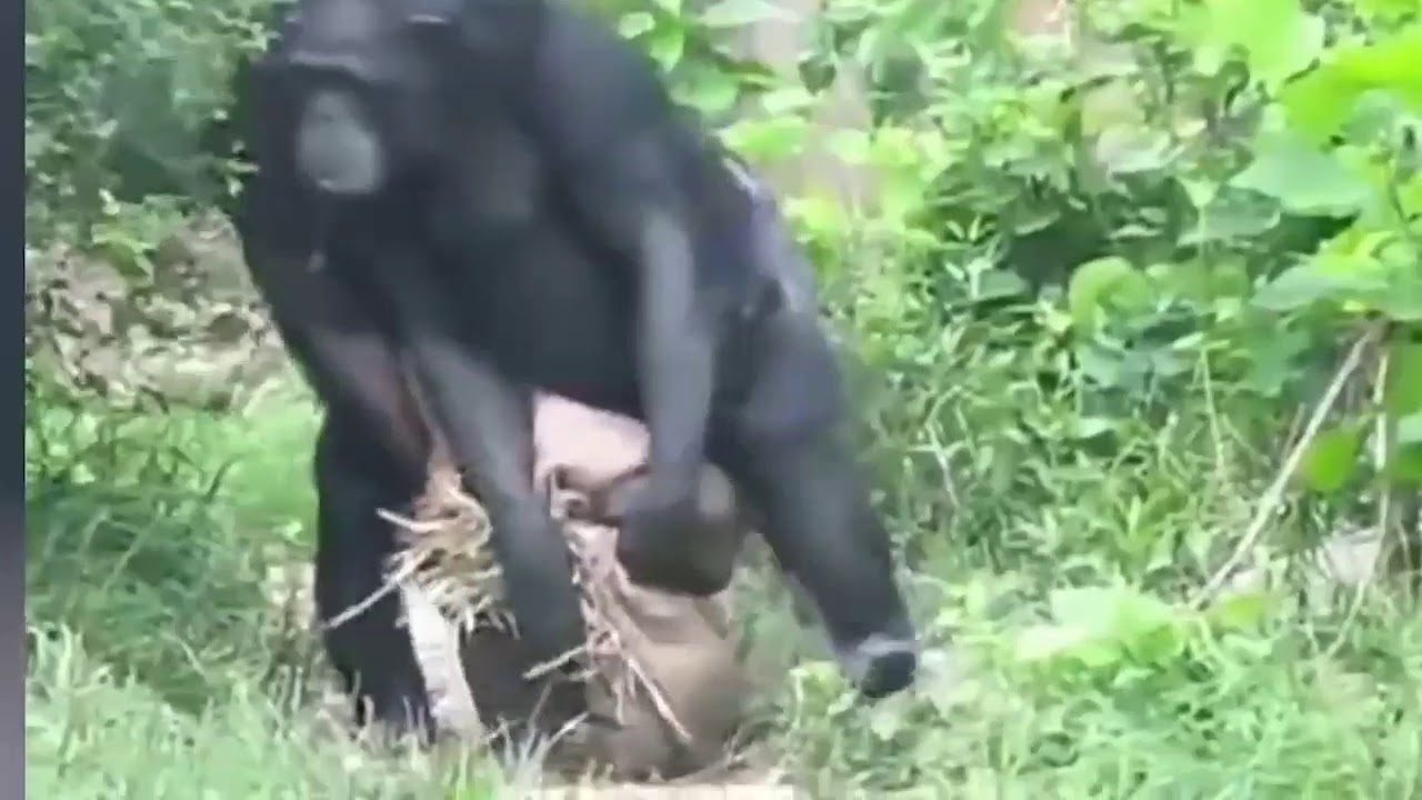 Real monkeys fucking a woman