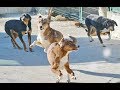 Play Time For A Few of The Older Dogs.