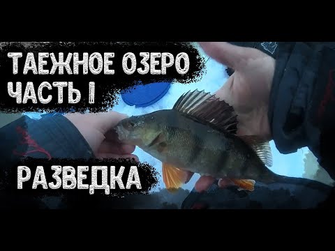 Рыбалка на диком таёжном озере часть 1. В поисках живца! И первая пойманная Щука!