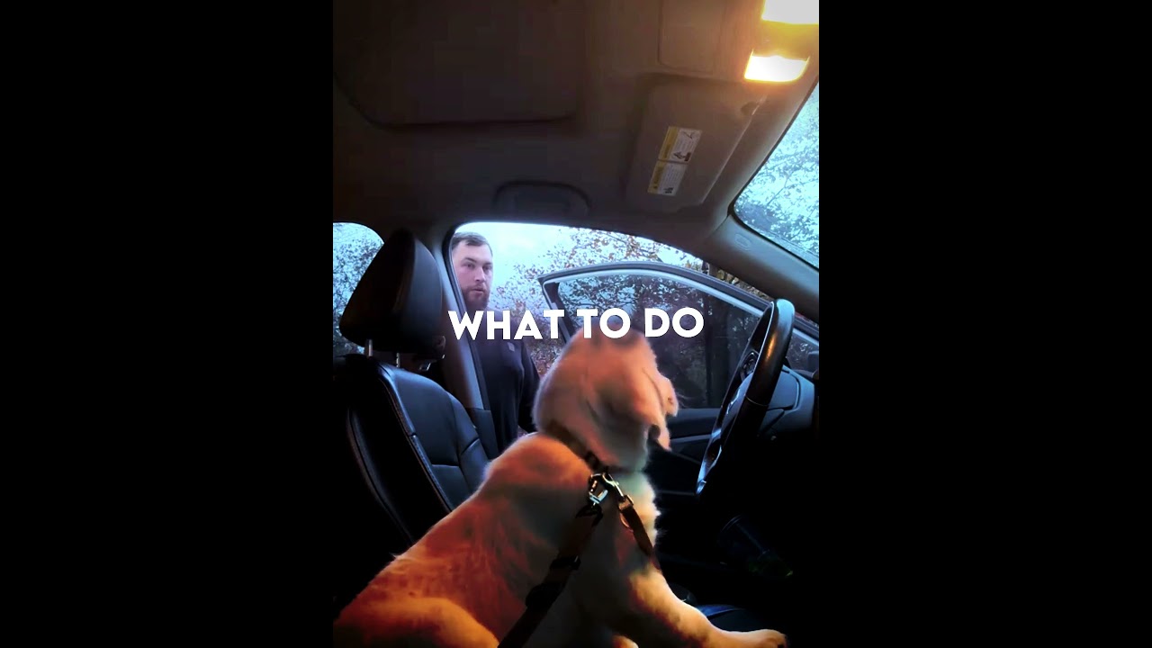 She Surprised Him With The Cutest Puppy Ever