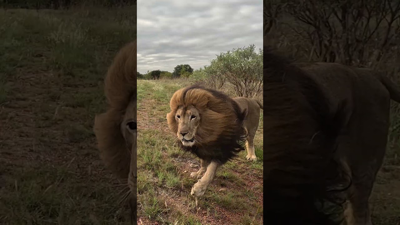 Rescued LION Super Happy to Walk in the Wild #cat #wildlife #nature