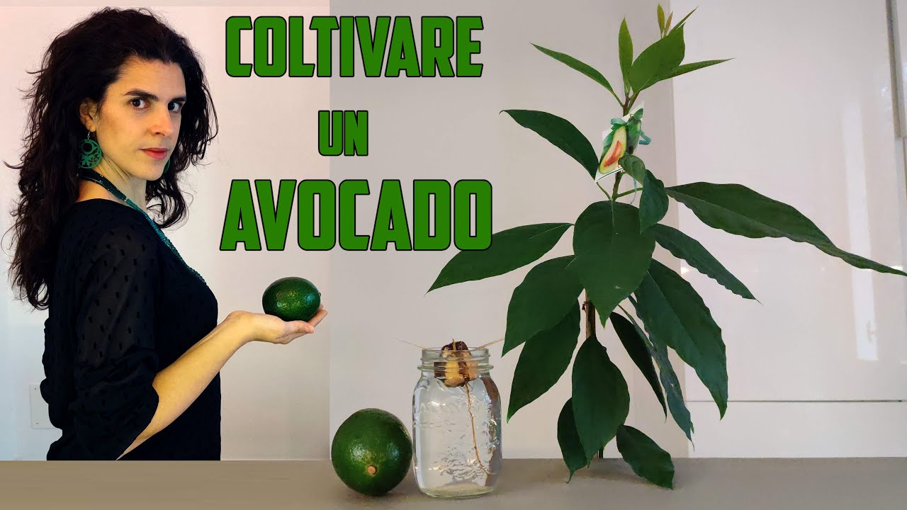 🥑➡🌱 COLTIVARE L'AVOCADO (dal frutto alla pianta) - YouTube