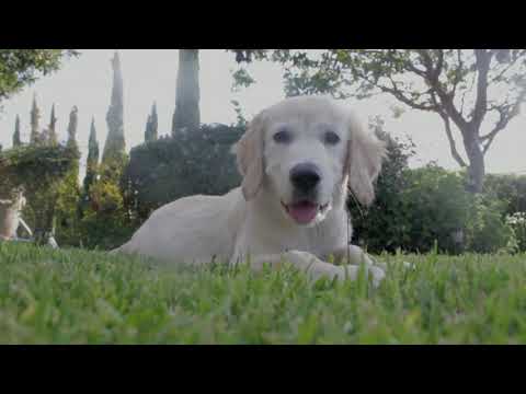 Video: Deformitet I Fremre Ben Hos Hunder