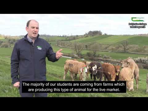 Beef Enterprise at Ballyhaise College  Liam McWeeney